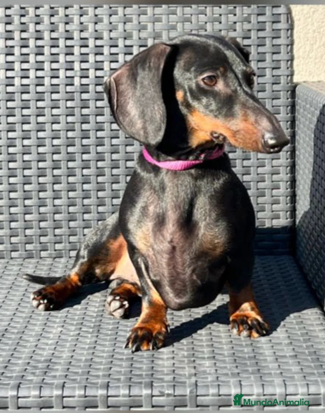 Imagen de galería {{count}}