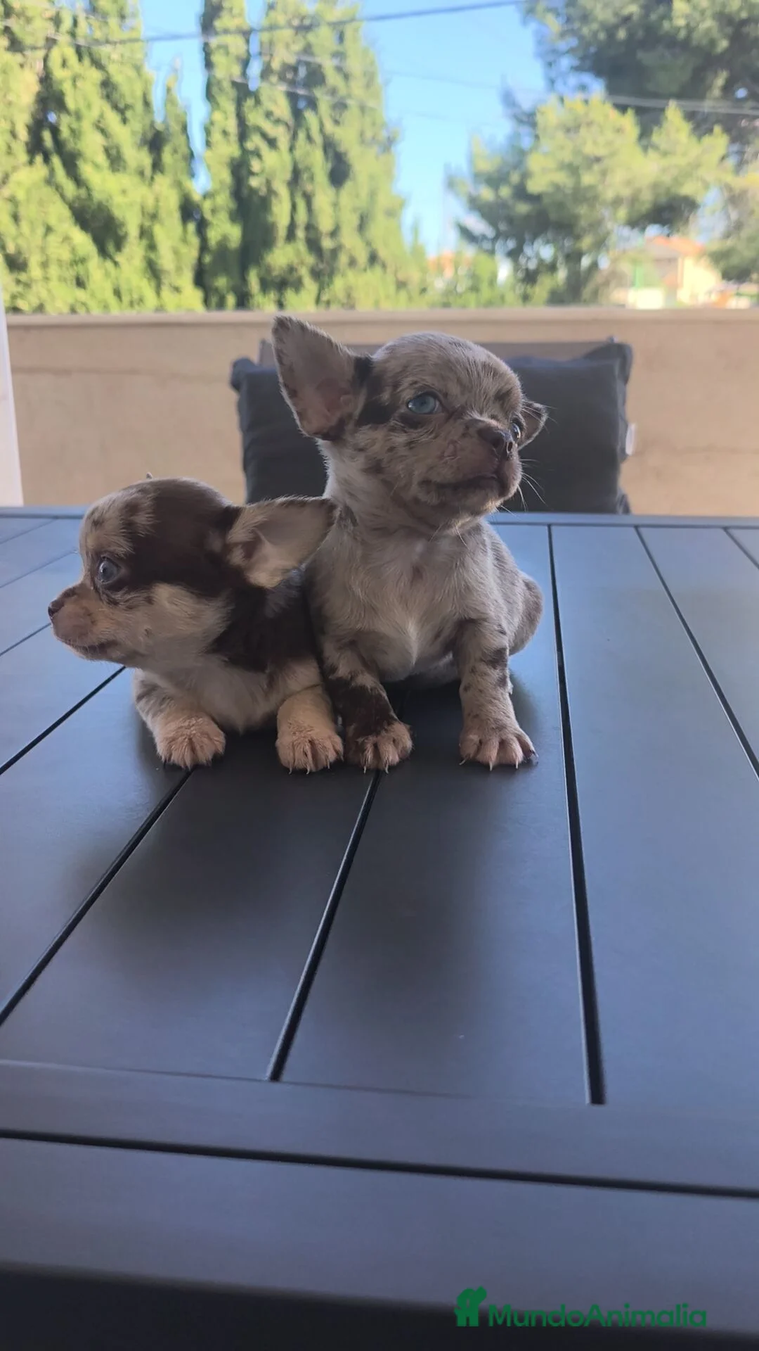 Chihuahua perros en venta: CHIHUAHUA MERLE TOY EXCLUSIVOS  - Anuncio 14