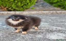 Pomerania perros en venta: Machito mini con pedigree  - Imagen 2