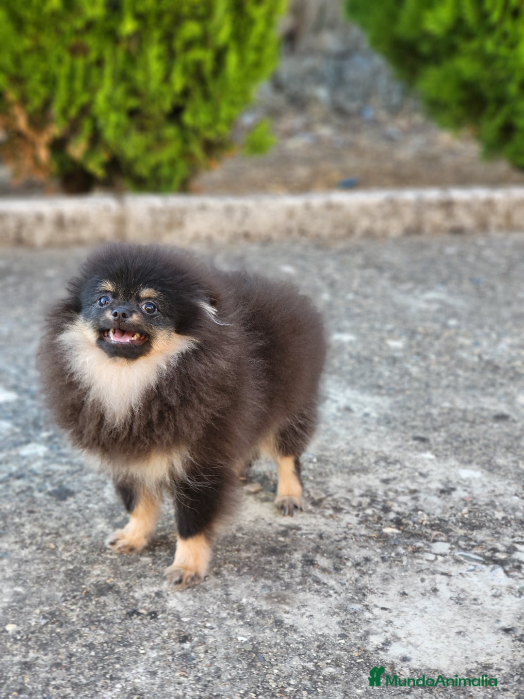 Pomerania perros en venta: Machito mini con pedigree  - Imagen 2