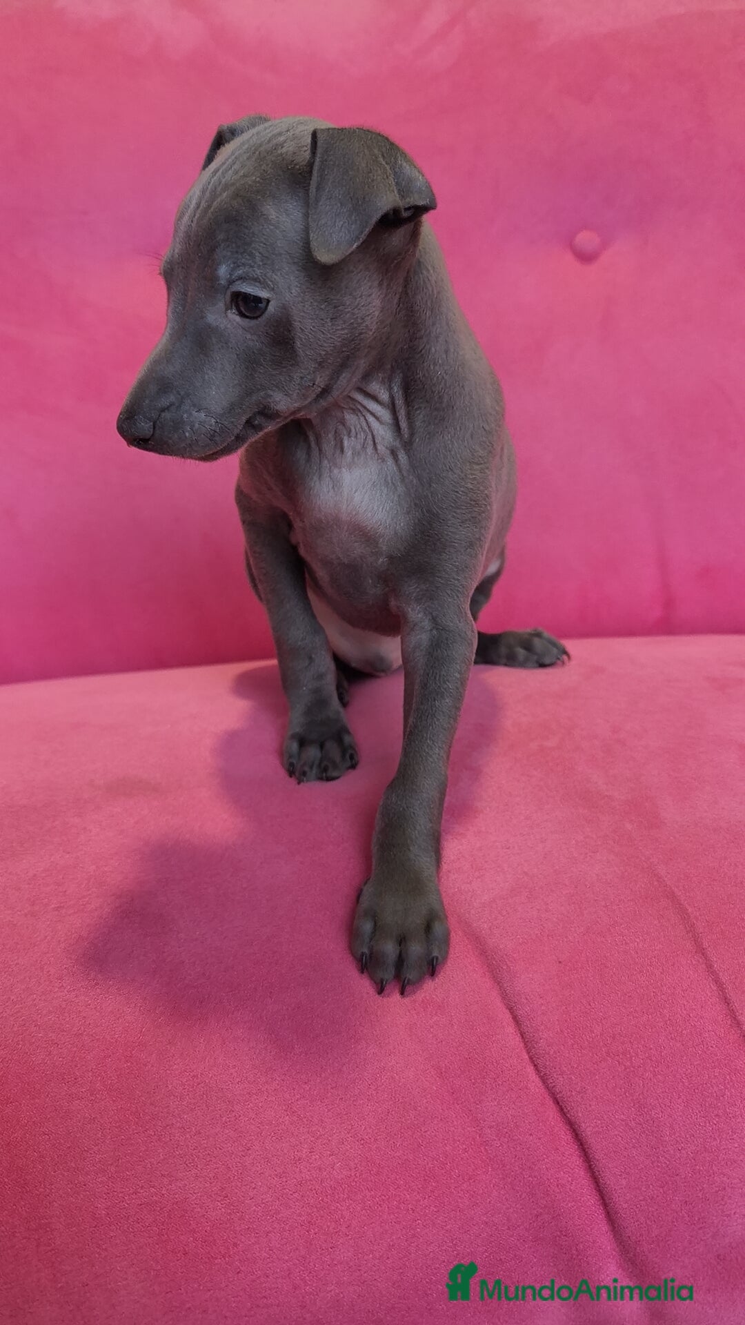 Pequeño Lebrel Italiano perros en venta: Piccolo Gris blue y Isabello Machos - Anuncio 5