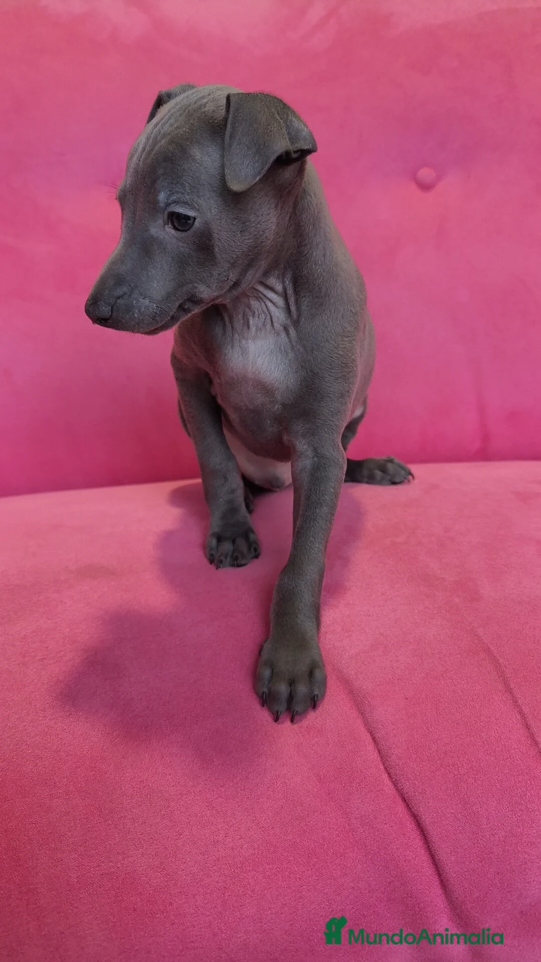 Pequeño Lebrel Italiano perros en venta: Piccolo Gris blue y Isabello Machos - Anuncio 5