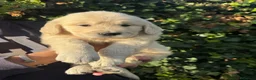 Golden Retriever perros en venta: golden retriever  - Anuncio 9