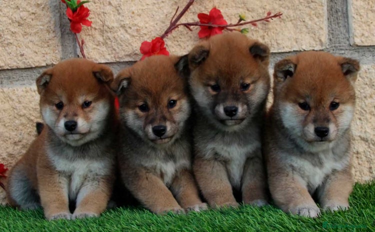 Shiba Inu perros - Anuncio 14