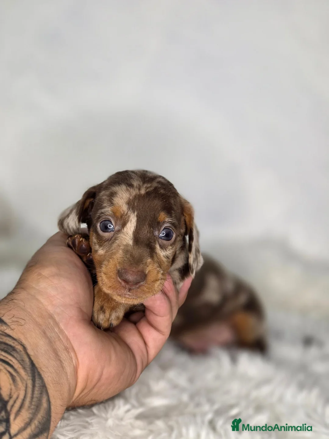 Teckel Miniatura perros en venta: Teckel arlequin chocolate - Anuncio 1