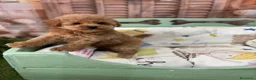 Caniche Toy perros en venta: Caniche toy apricot muy pequeñita!!!! - Anuncio 3