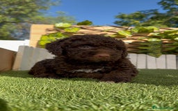Perro de Agua Español perros en venta: PERRO DE AGUA HEMBRA - Imagen 4