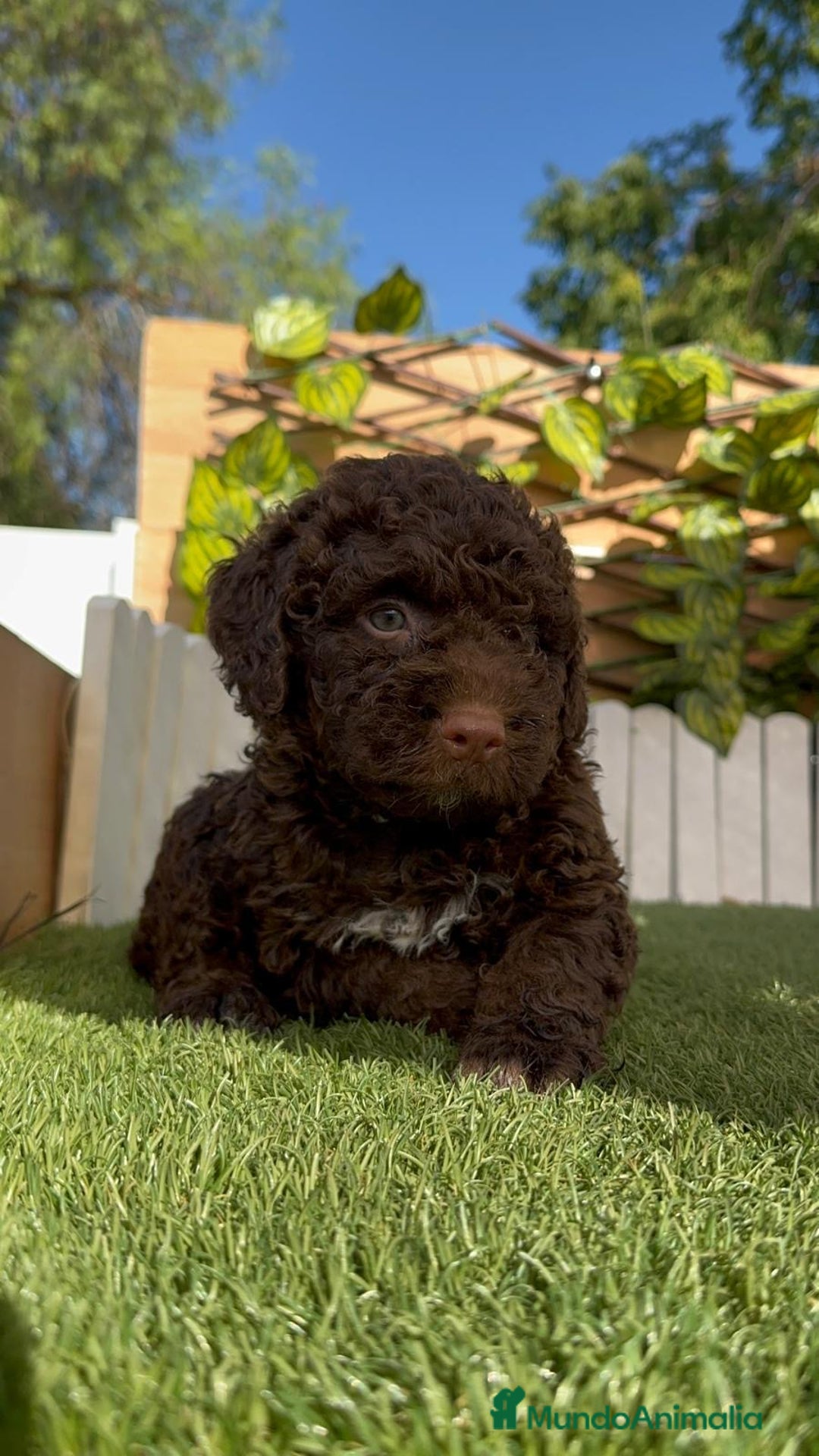 Perro de Agua Español perros en venta: PERRO DE AGUA HEMBRA - Imagen 4