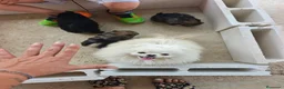 Pomerania perros en venta: Pomerania  - Anuncio 6