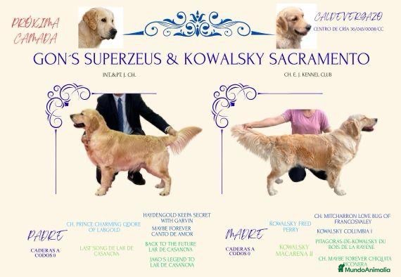 Golden Retriever perros Excepcionales cachorros - Anuncio 1