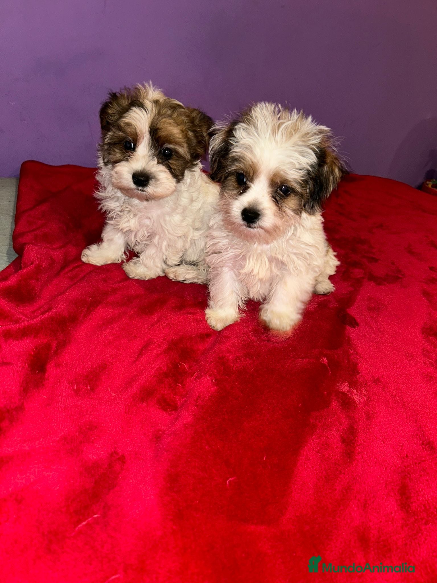 Morkie perros Morkie toy - Anuncio 1