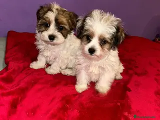 Morkie perros Morkie toy - Anuncio 10