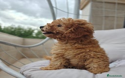 Caniche Toy perros en venta: Caniche Toy apricot calidad  - Imagen 3