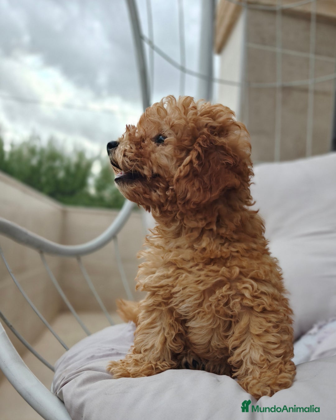 Caniche Toy perros en venta: Caniche Toy apricot calidad  - Imagen 3