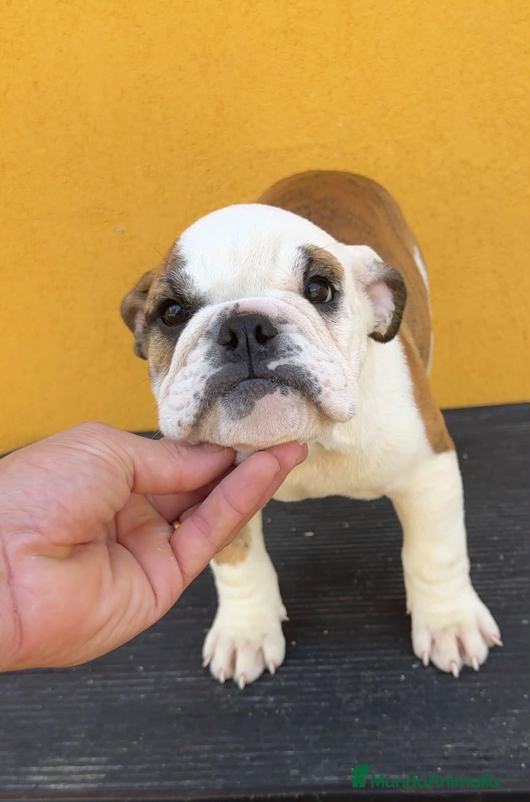 Bulldog Inglés perros Hembra bulldog francés  - Anuncio 1