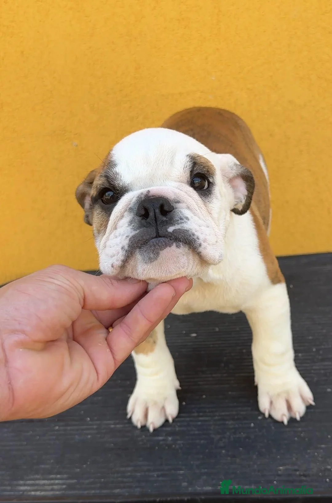 Bulldog Inglés perros en venta: Hembra bulldog francés  - Anuncio 1