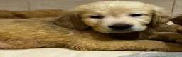 Golden Retriever perros en venta: Golden retriever machos  - Anuncio 3