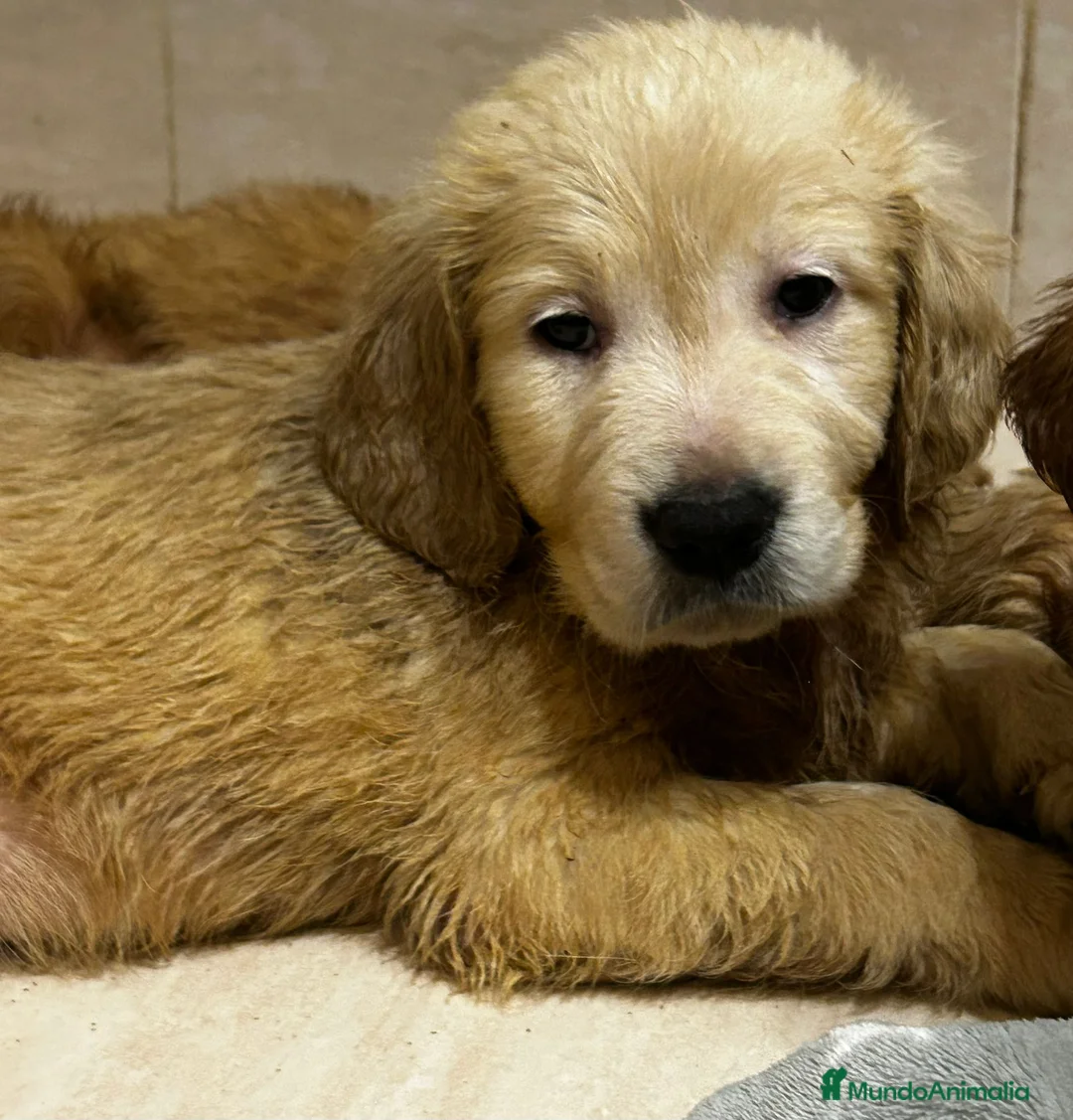 Golden Retriever perros en venta: Golden retriever machos  - Anuncio 3