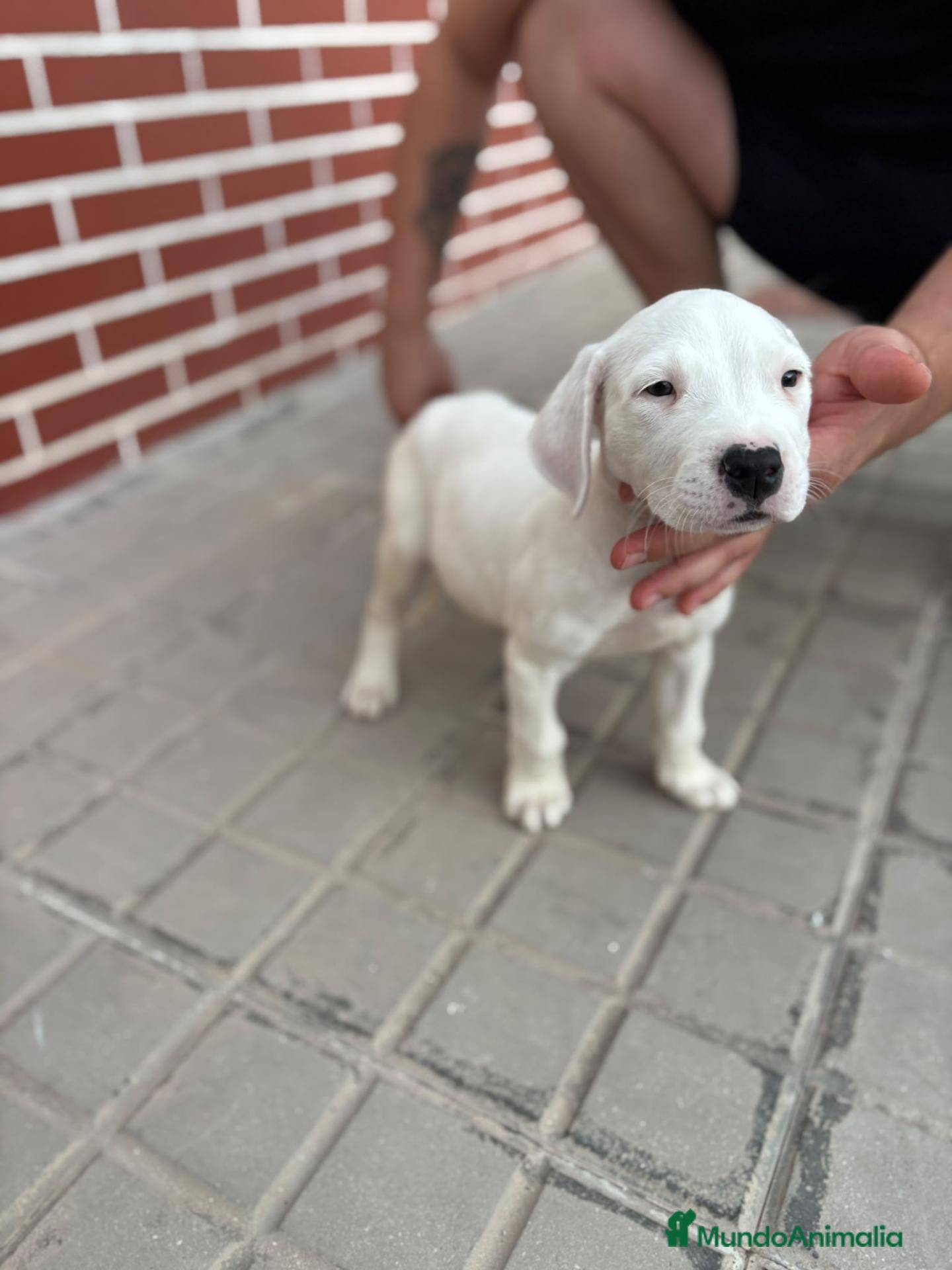 Dogo Argentino perros Dogo argentino - Anuncio 3