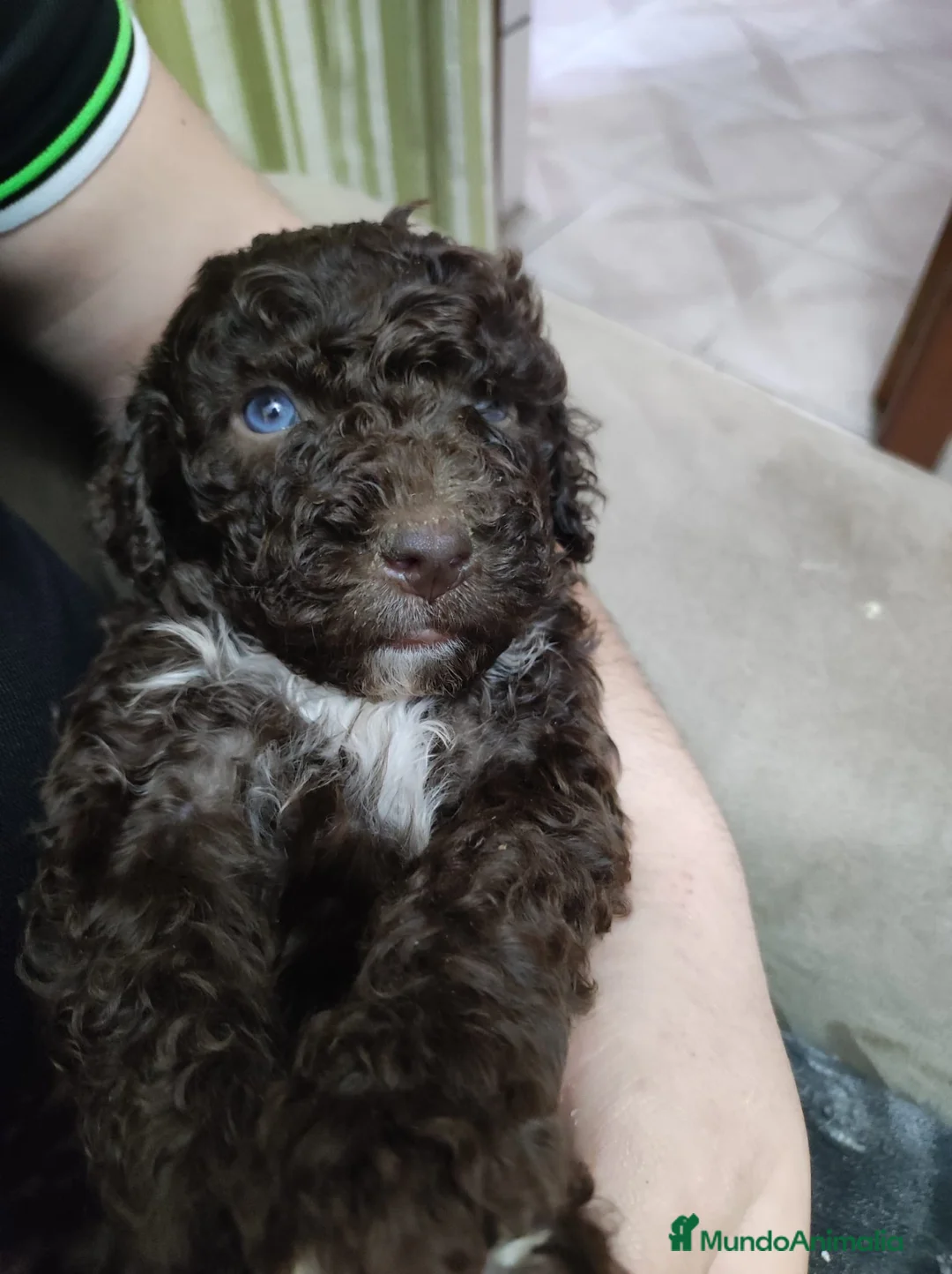 Perro de Agua Español perros en venta: Espectaculares perros de agua chocolate en Murcia - Anuncio 7