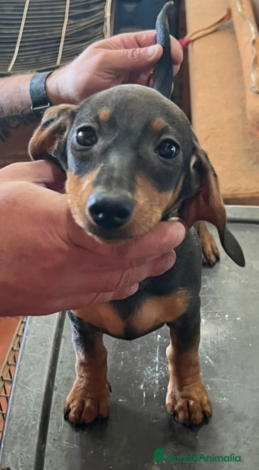 Teckel Miniatura perros en venta: Teckel kaninchen  - Anuncio 2