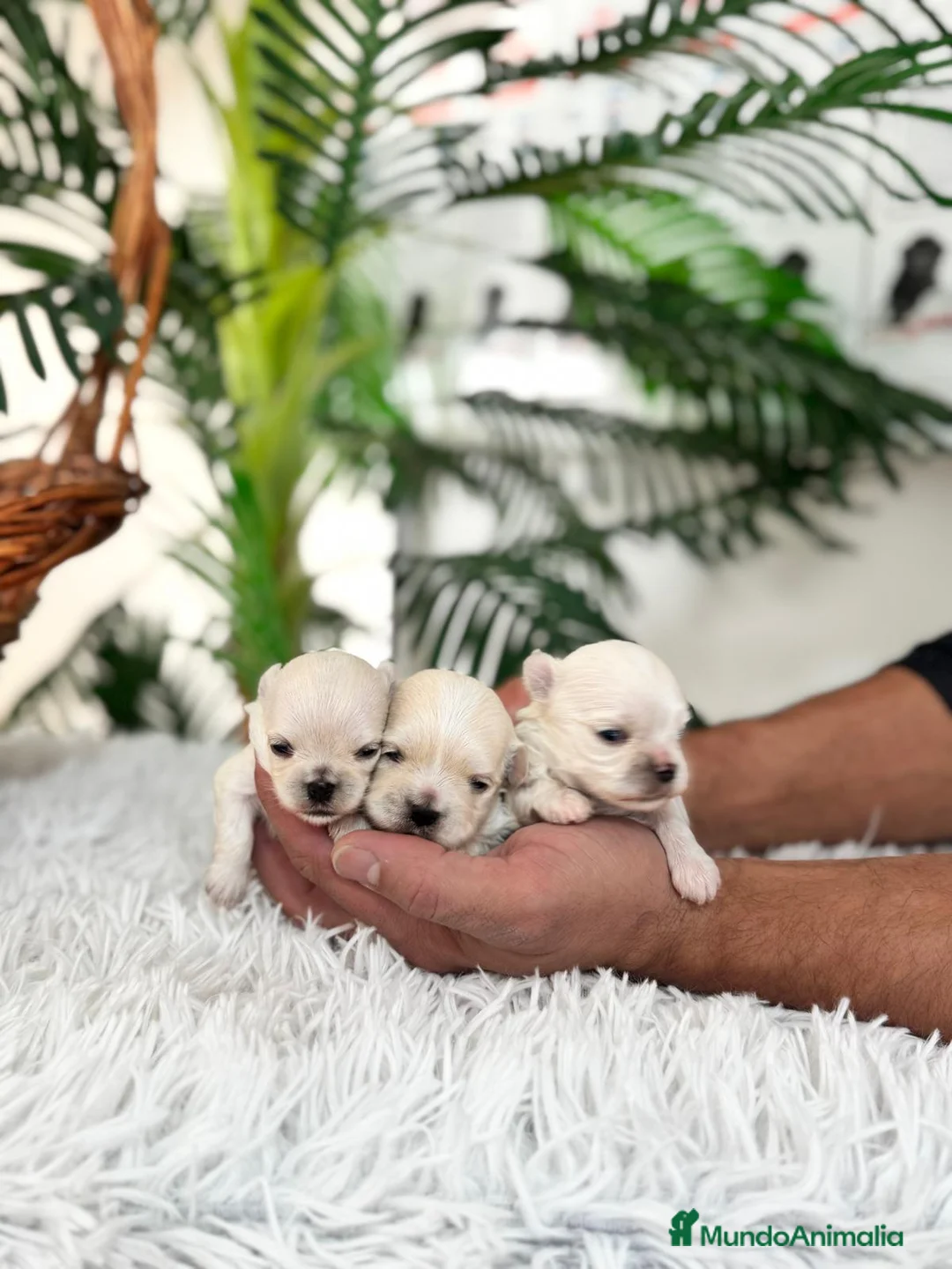Bichón Maltés perros en venta: BICHON MALTES 100X100 COREANO - Anuncio 11
