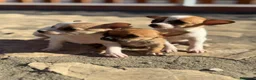 Chihuahua perros en venta: Chihuahuas Toy de calidad  - Anuncio 5