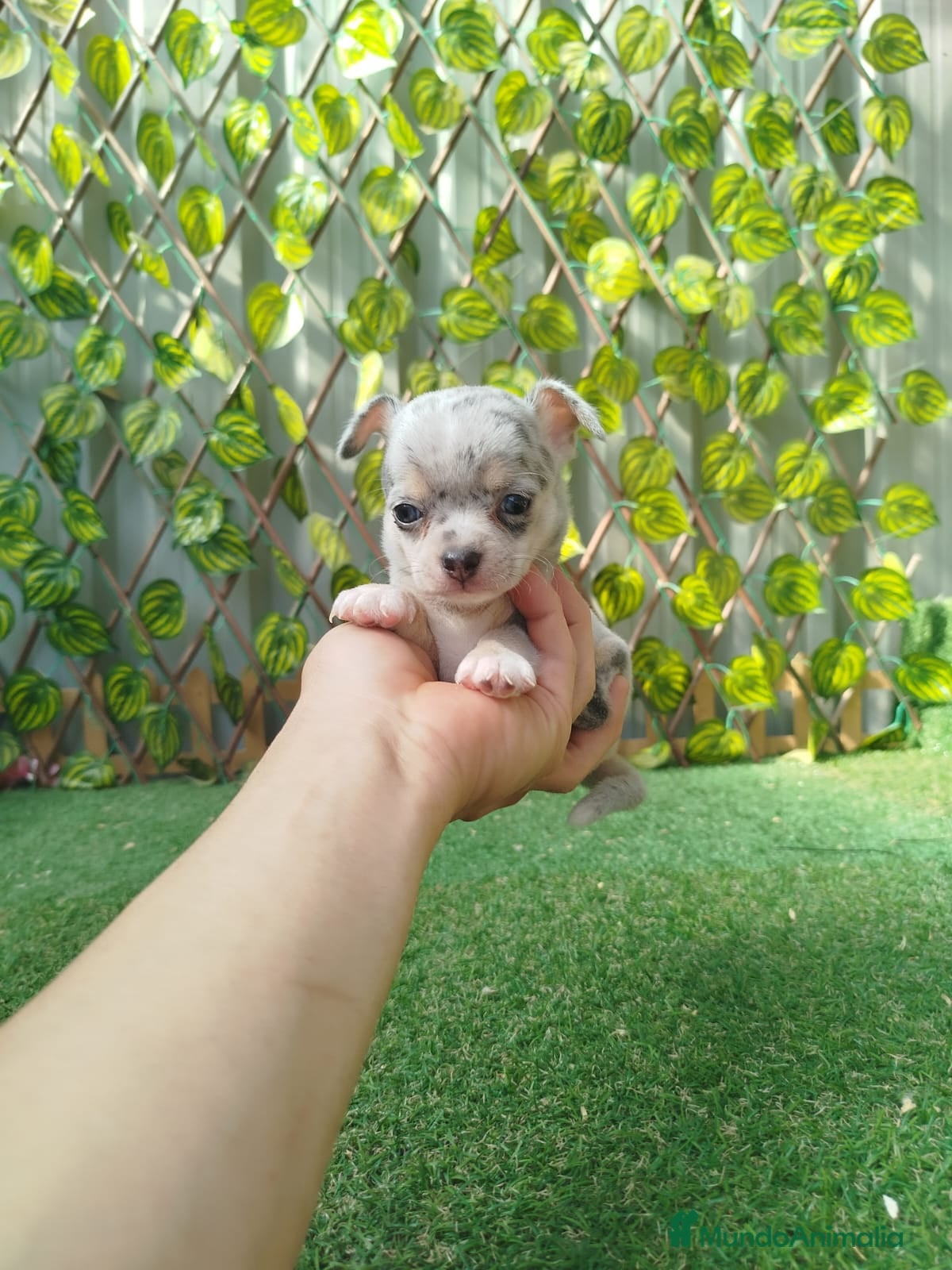 Chihuahua perros Chihuahua Toy  - Anuncio 3