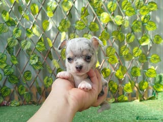 Chihuahua perros Chihuahua Toy - Anuncio 27