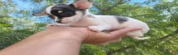 Chihuahua perros en venta: Chihuahua hembra muy pequeña. - Anuncio 2
