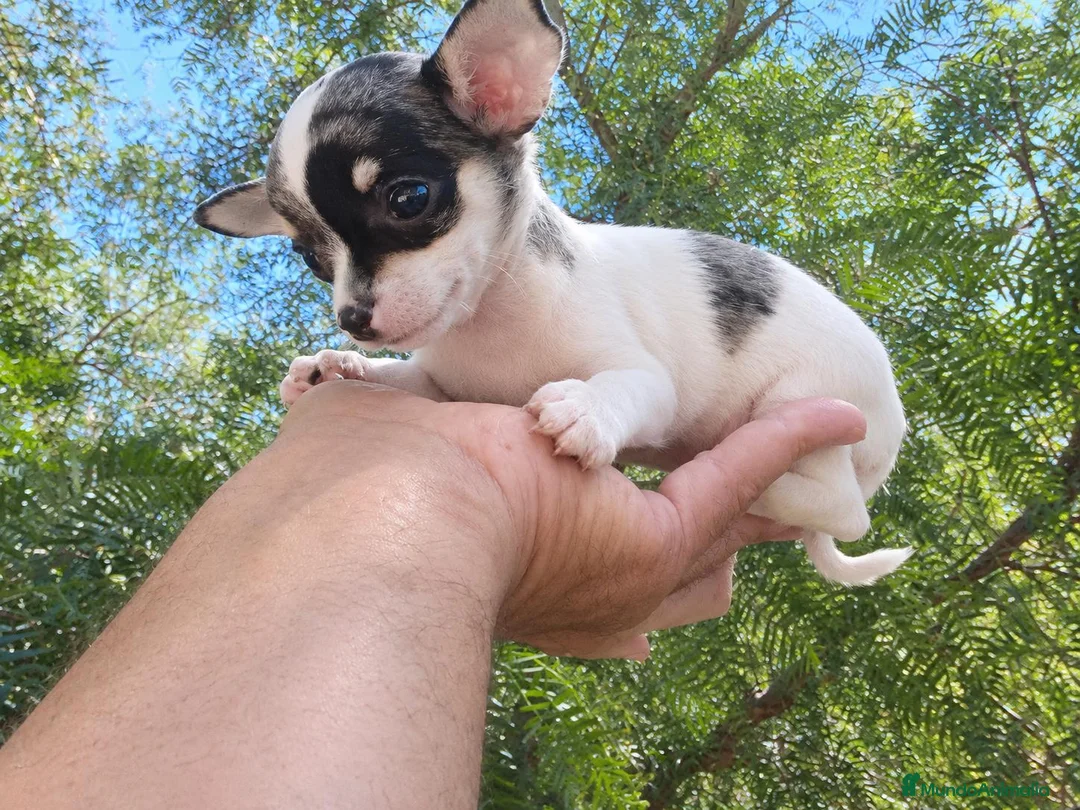 Chihuahua perros en venta: Chihuahua hembra muy pequeña. - Anuncio 2