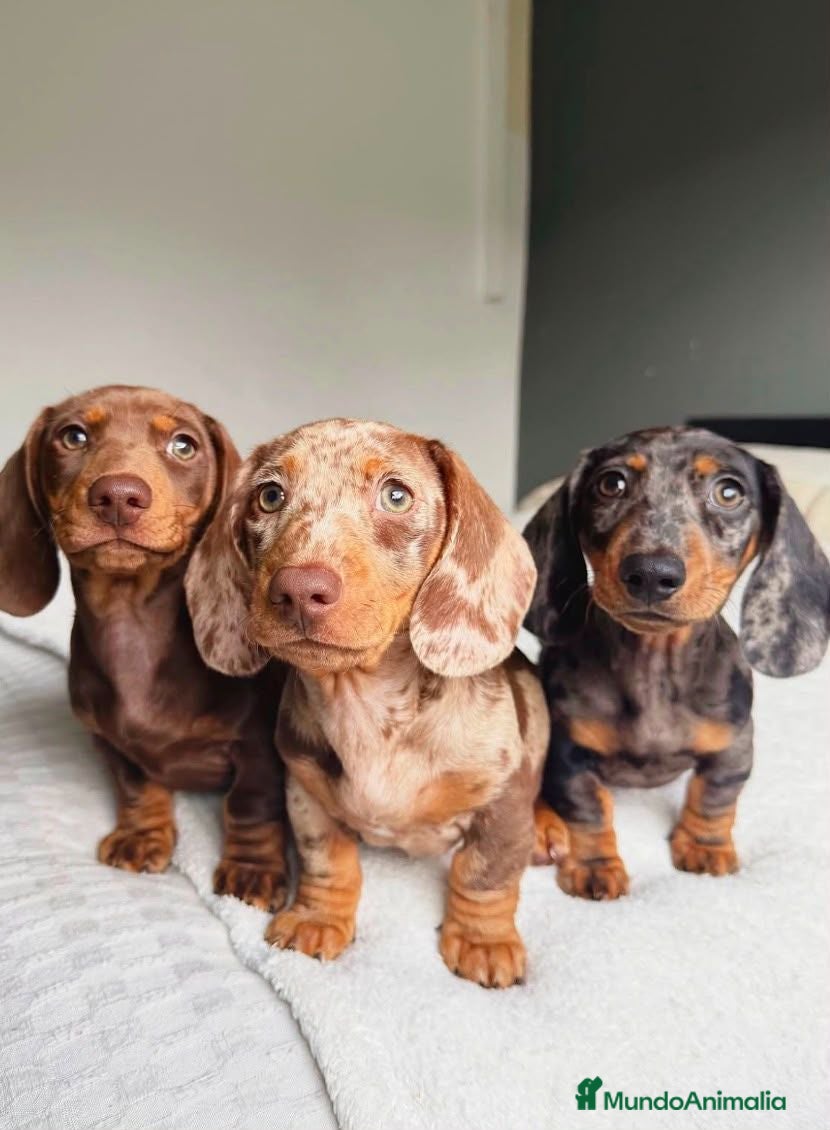 Teckel Miniatura perros Teckel kaninchen - Anuncio 1