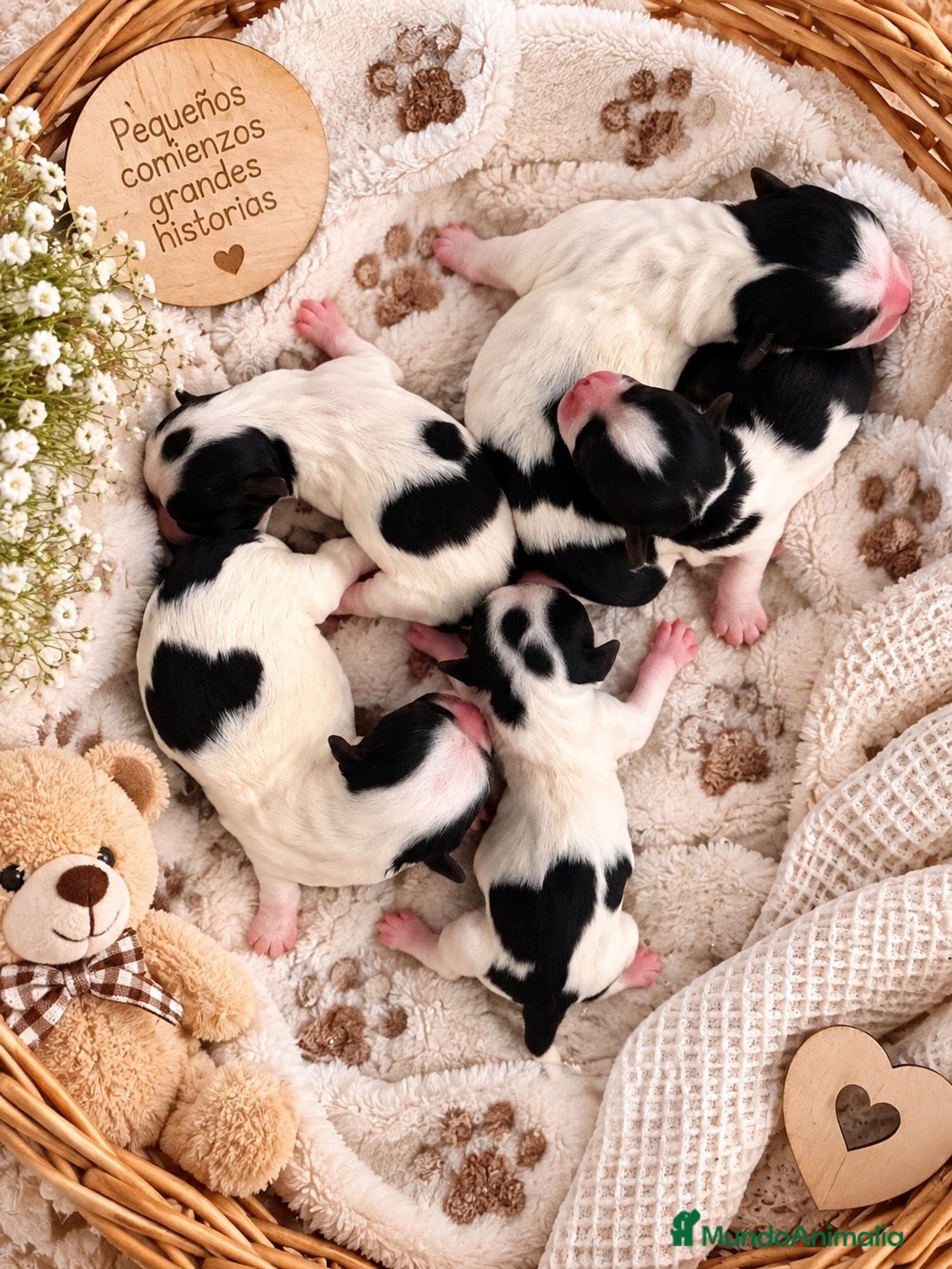 Yorkshire Terrier perros CAMADA YORKSHIRE BIEWER-HEMBRAS - Anuncio 32