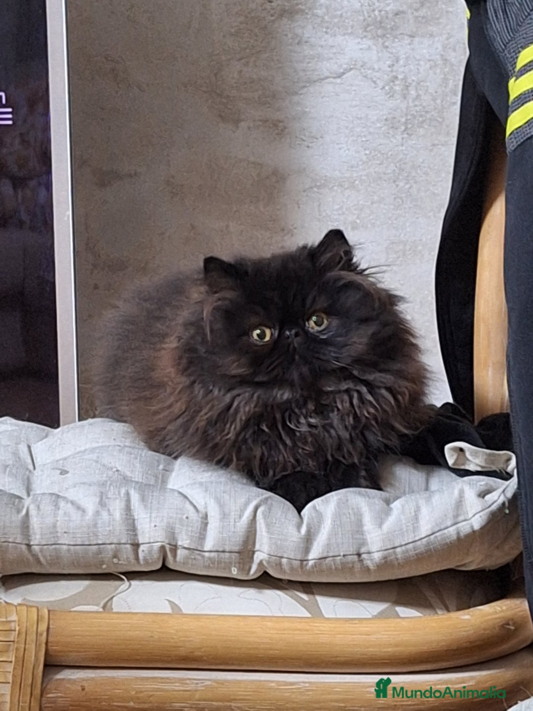 Persa gatos en venta: Gc ch  ich - Anuncio 12