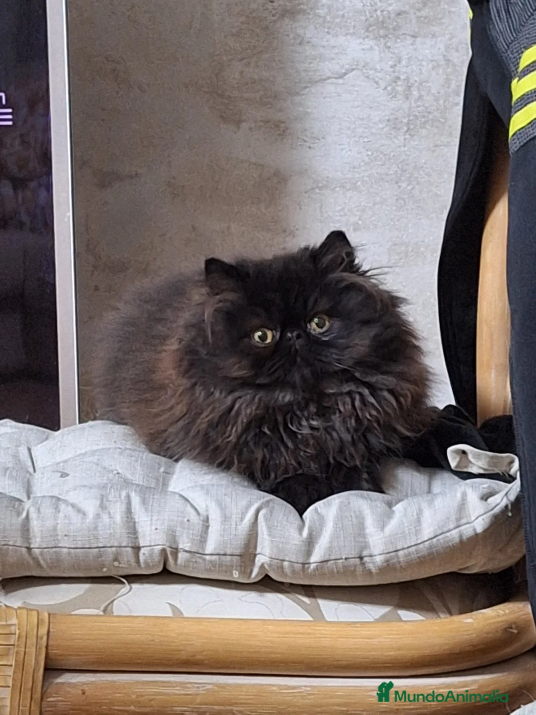 Persa gatos en venta: Gc ch  ich - Anuncio 12