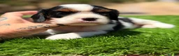 Cavalier King Charles Spaniel perros en venta: Cavalier tricolor hembra  - Anuncio 1