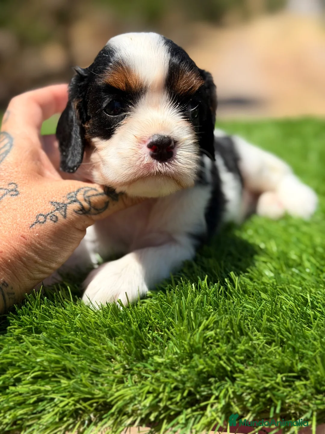 Cavalier King Charles Spaniel perros en venta: Cavalier tricolor hembra  - Anuncio 1