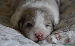 Border Collie perros en venta: cachorro rojo mirlo de Border Collie - Imagen 11