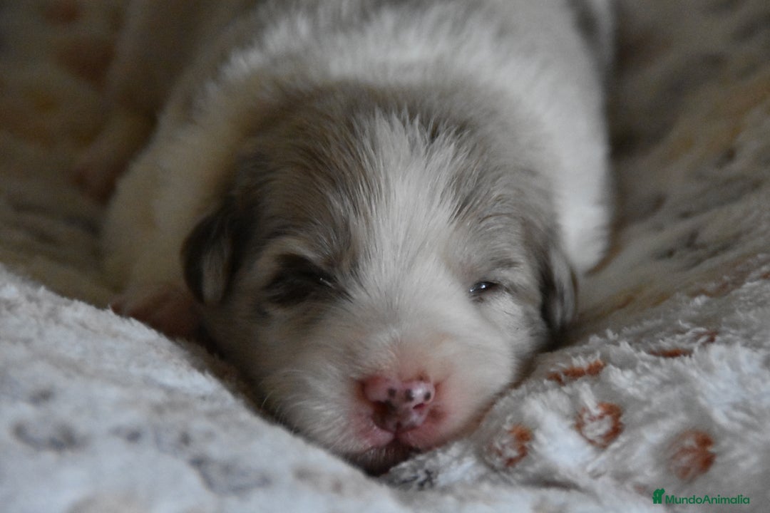 Border Collie perros en venta: cachorro rojo mirlo de Border Collie - Imagen 11