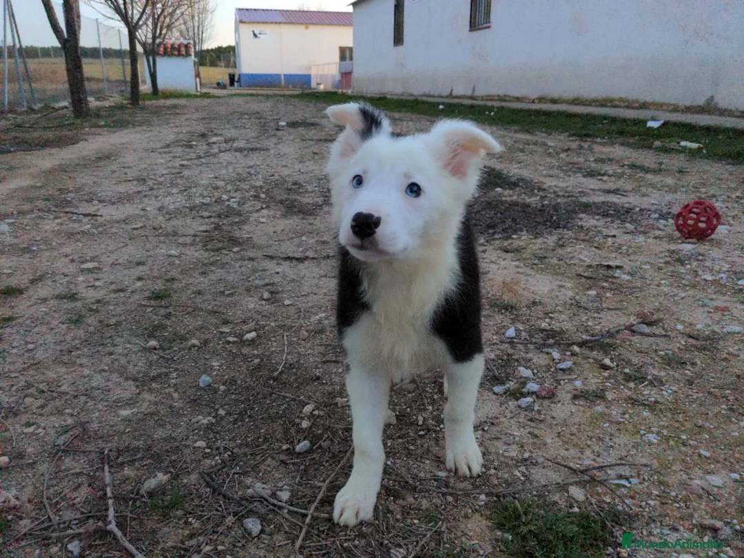 Border Collie perros en venta: Camada de border collie - Anuncio 4