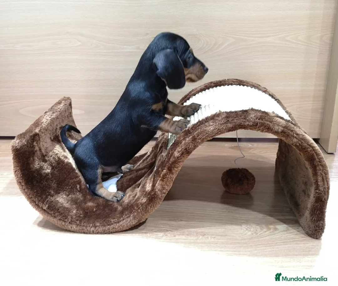 Teckel Miniatura perros en venta: Teckel - Anuncio 1