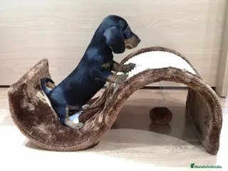 Teckel Miniatura perros Teckel - Anuncio 2