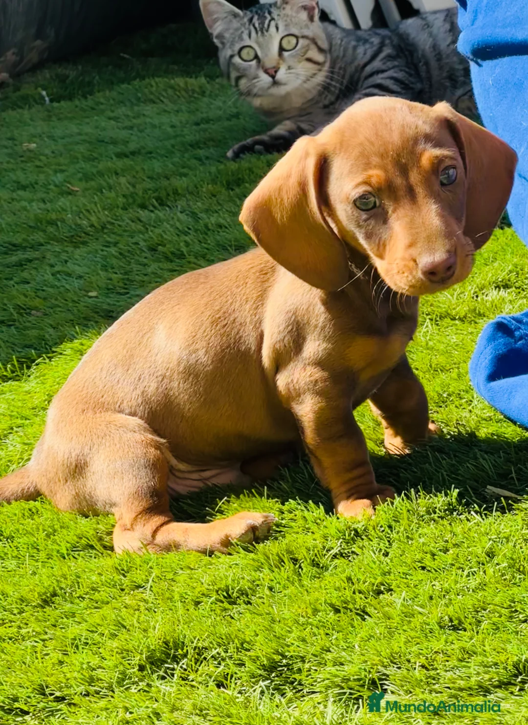 Teckel Miniatura perros en venta: Último cachorrito teckel miniatura - Anuncio 2