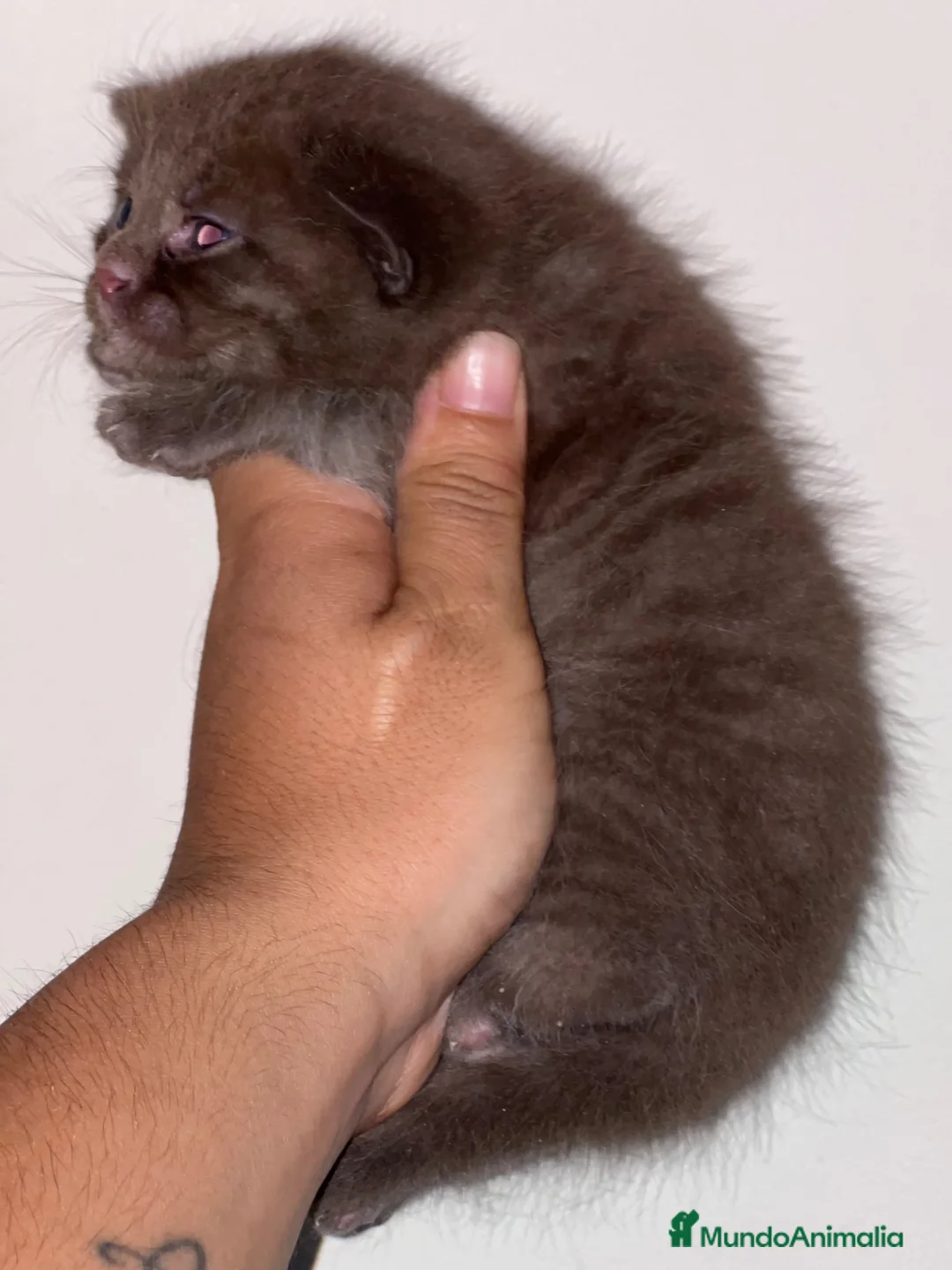 Británico de Pelo Corto gatos en venta: MACHITO CHOCOLATE BRITISH SHORTHAIR  - Anuncio 3