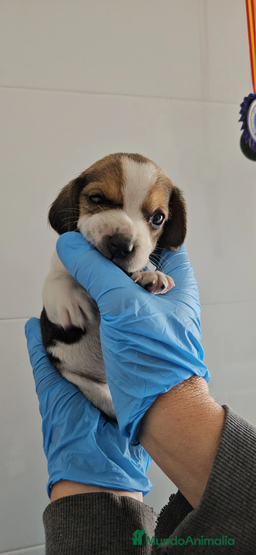 Beagle perros en venta: Beagle en jerez - Anuncio 3