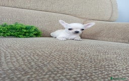 Chihuahua perros en venta: Chihuahua toy - Imagen 3