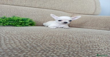 Chihuahua perros - Anuncio 6