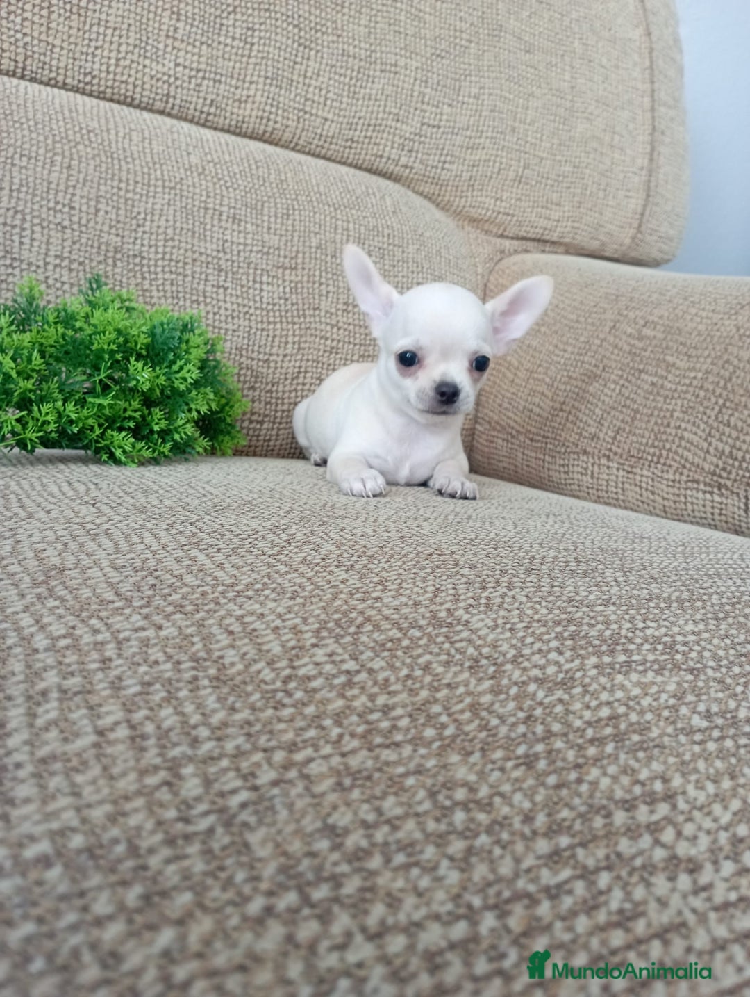 Chihuahua perros en venta: Chihuahua toy - Imagen 3
