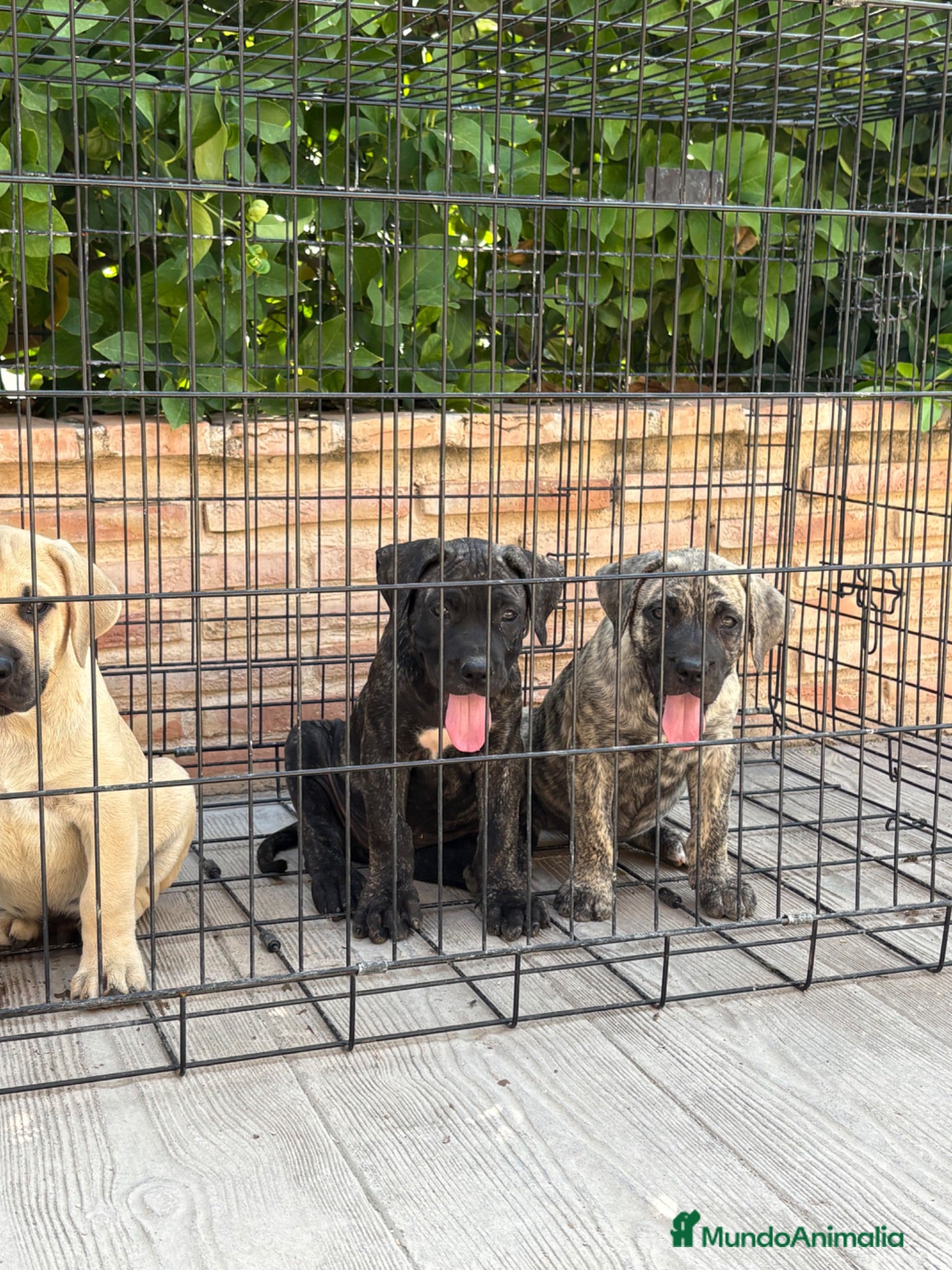 Presa Canario perros Cachorros de presa canario  - Anuncio 2