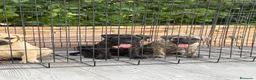 Presa Canario perros en venta: Cachorros de presa canario  - Anuncio 1